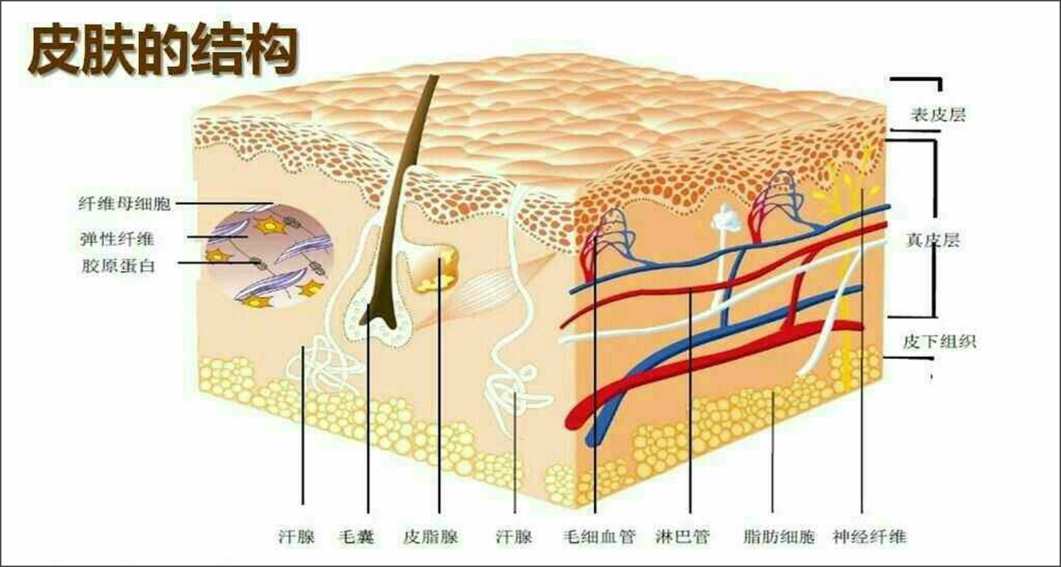 皮膚結(jié)構(gòu).jpg